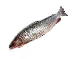 Хариус солёномороженный (контейнер 11-14 кг) Фото Хариус солёномороженный (контейнер 11-14 кг)