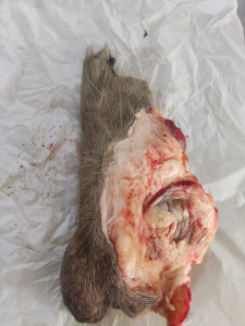 Половой орган самца европейского оленя Фото Половой орган самца европейского оленя