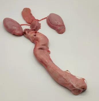 Половой орган самца тюленя Фото Половой орган самца тюленя