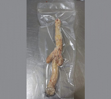 Половой орган самца лося (без шерсти) Фото Половой орган самца лося (без шерсти)