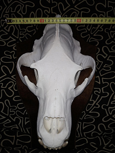 Превью Большой череп медведя