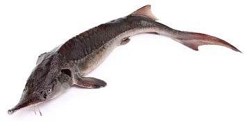 Стерлядь 0,5-1,5 кг потрошеная аквакультура (свежемороженая) Фото Стерлядь 0,5-1,5 кг потрошеная аквакультура (свежемороженая)