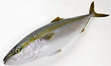 Лакедра (желтохвост) 1-2кг Фото Лакедра (желтохвост) 1-2кг