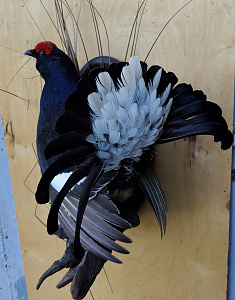 Превью Тетерев на медальоне