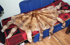 Ковры из лисицы