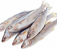 Кефаль Азовская н/р 1000+(коробка 12кг)