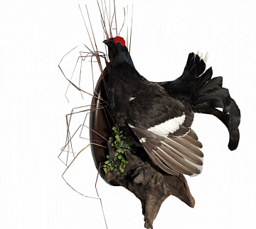 Тетерев на медальоне Фото Тетерев на медальоне