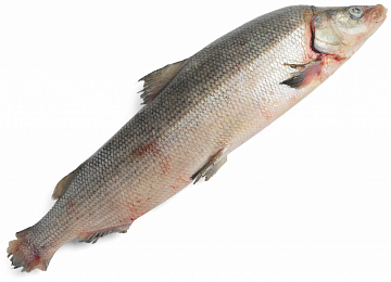 Муксун свежемороженый (2,2-3кг) Фото Муксун свежемороженый (2,2-3кг)