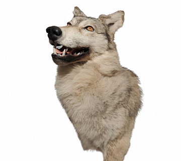 Голова светлого волка по грудь Фото Голова светлого волка по грудь