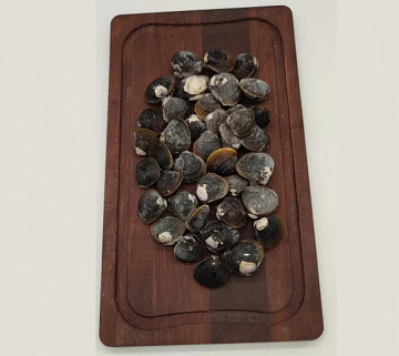 Корбикула сахалинская Фото Корбикула сахалинская