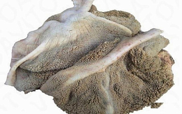 Желудок марала (не очищенный, резанный) Фото Желудок марала (не очищенный, резанный)