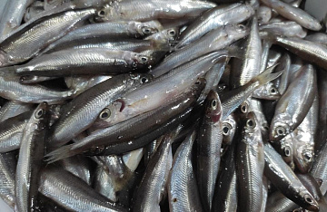 Фото Тугунок соленомороженый серебристый Якутский