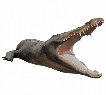 Чучело крокодила Фото Чучело крокодила