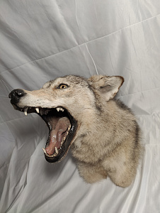 Превью Голова злого волка по грудь