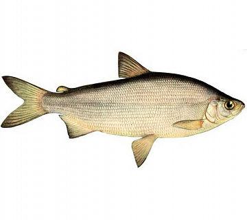 Пелядь (400-900 г) Фото Пелядь (400-900 г)