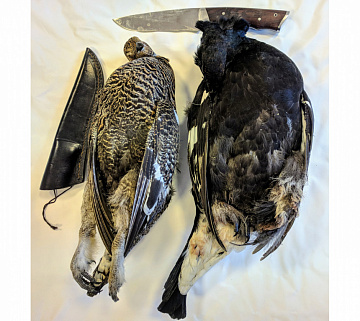 Тетерев в пере Фото Тетерев в пере