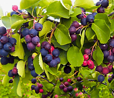 Ирга замороженная (мешок 30 кг)