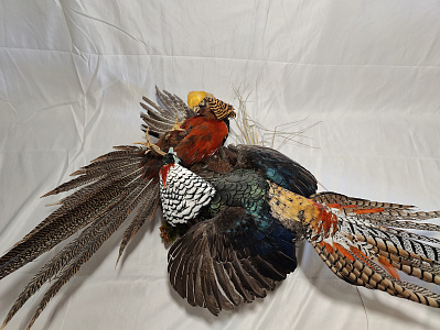 Превью Композиция дерущиеся фазаны