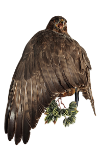 Превью Канюк на медальоне