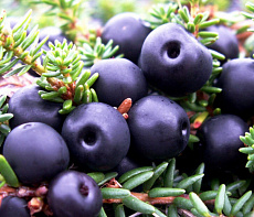 Вороника свежемороженая (10 кг коробка)