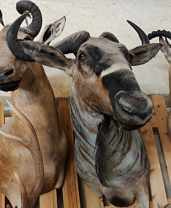 Превью Голова голубой антилопы гну