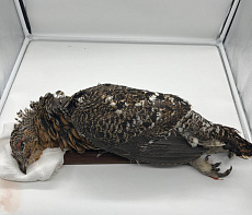 Капалуха  в пере (Глухарь)