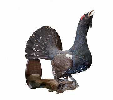 Чучело глухаря Фото Чучело глухаря