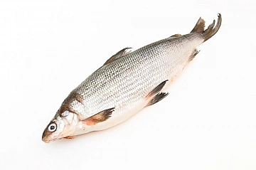 Фото Омуль свежемороженый 1.6+ кг