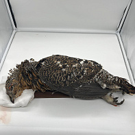 Капалуха  в пере (Глухарь)