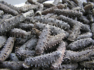 Трепанг свежемороженый Фото Трепанг свежемороженый