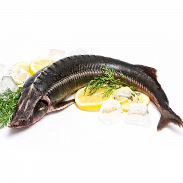 Осётр свежемороженый  (1-3 кг) Фото Осётр свежемороженый  (1-3 кг)