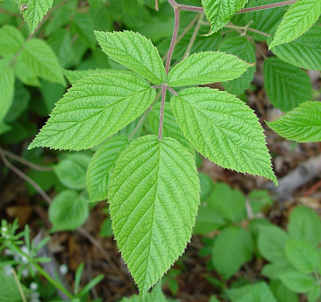 Фото Лист ежевики сушеный