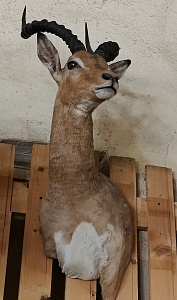 Превью Голова импалы