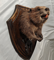 Бобр с лапами на медальоне