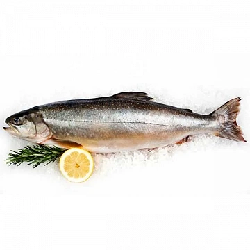 Голец свежемороженый 0.9-1.6 кг Фото Голец свежемороженый 0.9-1.6 кг