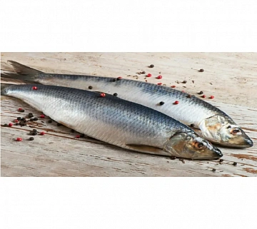 Сельдь Олюторская неразделанная крупная 500+ ( коробка 18кг) Фото Сельдь Олюторская неразделанная крупная 500+ ( коробка 18кг)