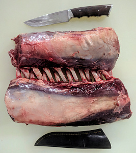 Превью Корейка европейского благородного оленя на кости