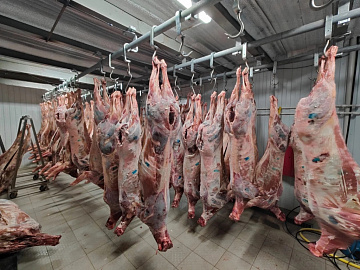 Фото Марал(часть туши)