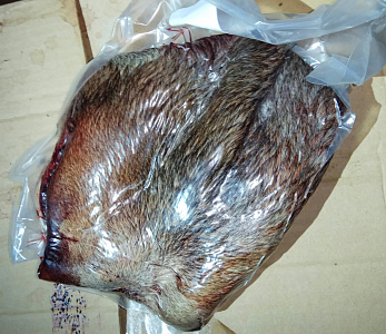 Превью Губа лося не очищенная