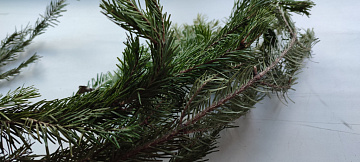 Ветки пихты свежие замороженные Фото Ветки пихты свежие замороженные