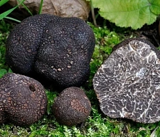 Трюфель черный зимний Tuber Melanosporum замороженный