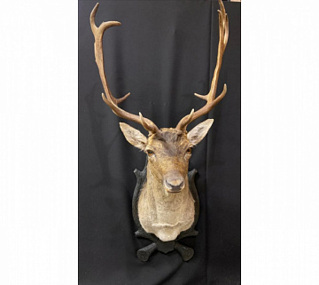 Фото Голова лани без медальона