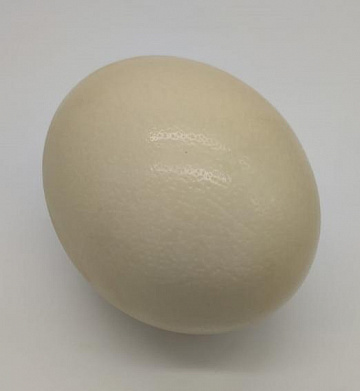 Яйцо черного африканского страуса Фото Яйцо черного африканского страуса