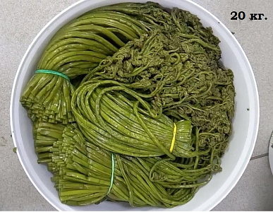 Превью Папоротник таёжный соленый