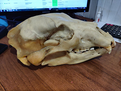 Превью Череп медведя