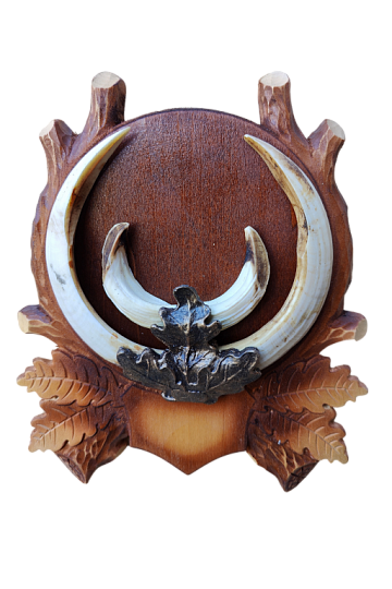 Клыки кабана на резном медальоне Фото Клыки кабана на резном медальоне