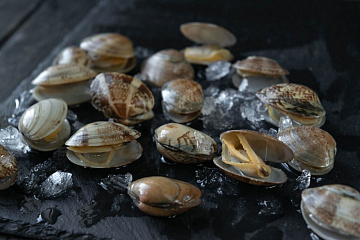 Клемы Вонголе в раковине в/м 31/40 Фото Клемы Вонголе в раковине в/м 31/40