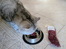 Лосятина для котиков