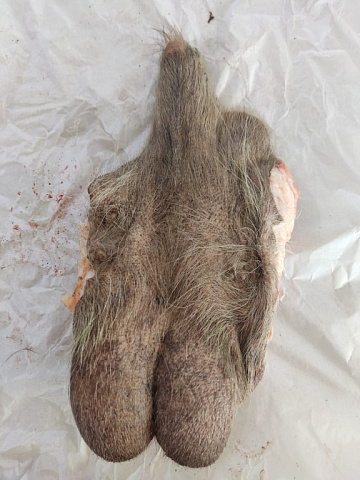 Фото Половой орган самца лося