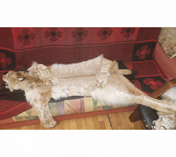 Ковер из рыси 110 см без когтей Фото Ковер из рыси 110 см без когтей